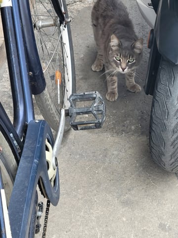 A large tabby cat standing between a bicycle and a shop wall