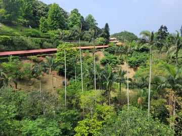A lush tea plantation covering a hillside in Maokong