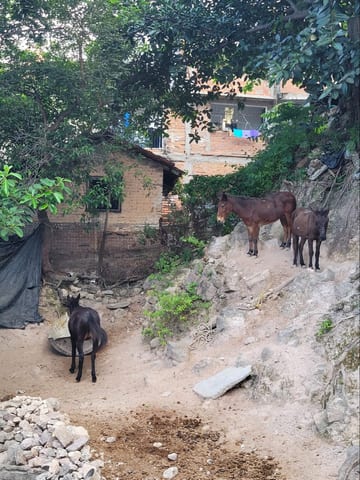 Two donkeys standing on a hillside lot in Puerto Vallarta