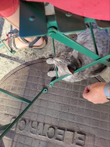 A cat standing under a green cafe chair near a coffee table