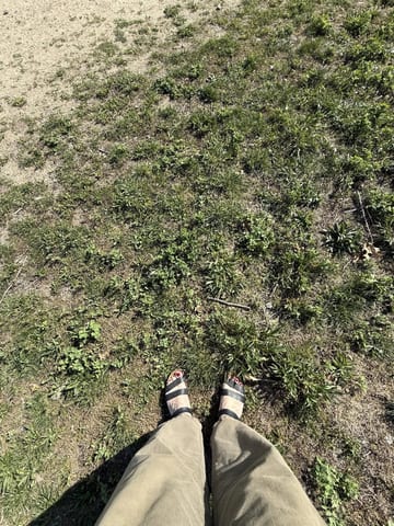 Walking shoes on a grassy Roosevelt Island path