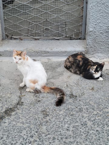 Two street cats resting beside a building in Larnaca