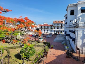 A Casco Viejo plaza with a bright orange flowering tree
