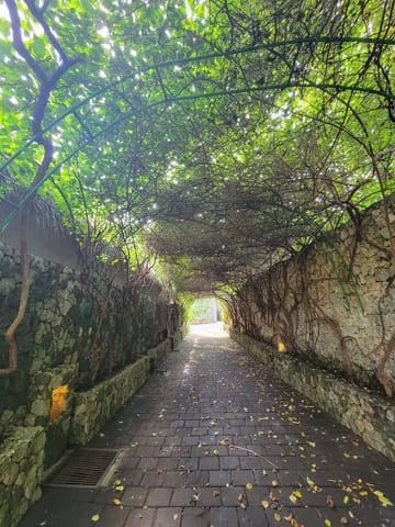 A paved path beneath a tunnel of leafy vines and stone walls