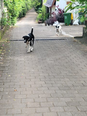 Two black-and-white dogs walking along the paved path toward the villa